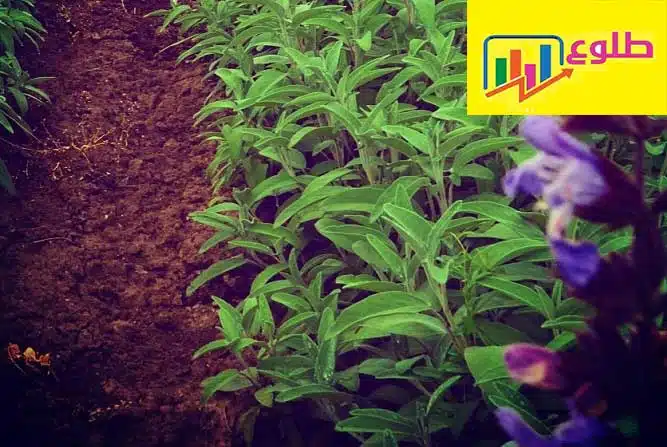 Information About The Sage Plant Tlu 