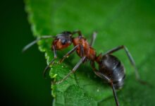 حشرة تشبة النمل ولها اجنحه