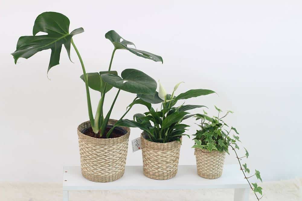 نباتات منزلية داخلية