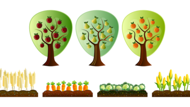 أنواع أشجار الفواكه
