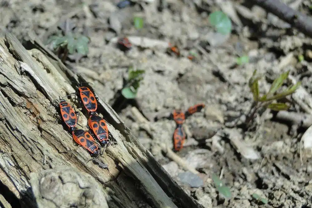 Pest control company in Jeddah