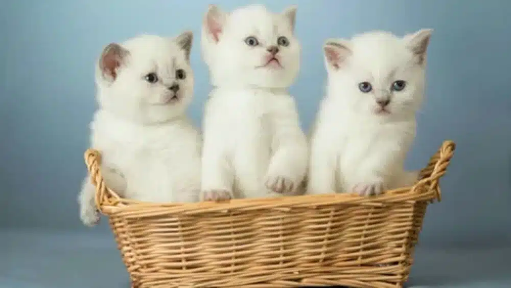 Indian male cat names