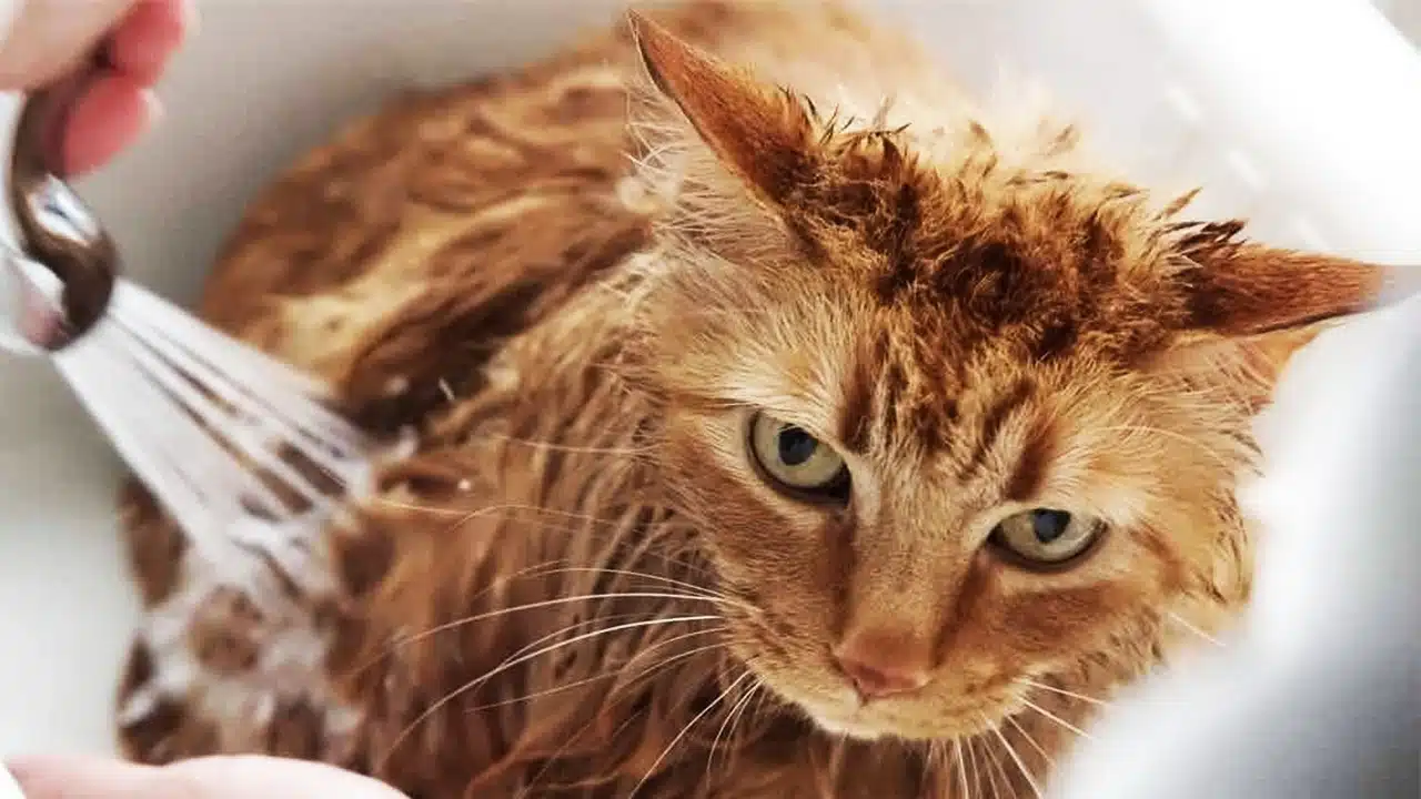 ¿Cuál es el champú adecuado para gatos?