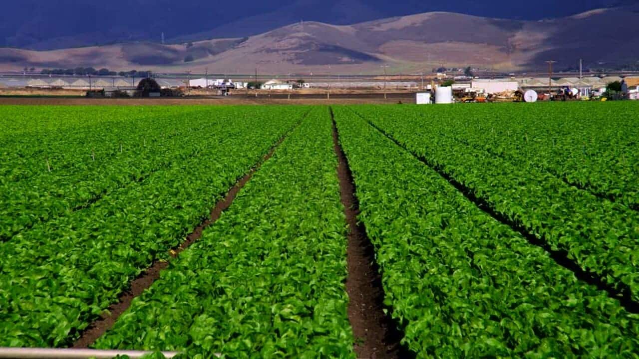 شركات زراعية في المغرب