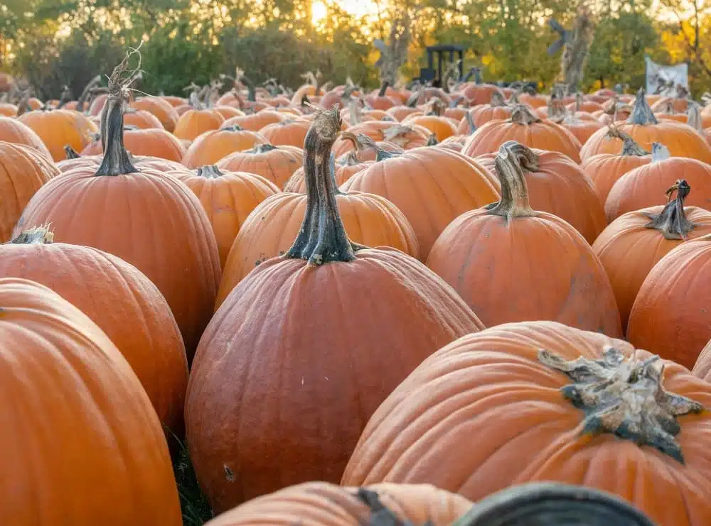 شركات زراعية في الجزائر
